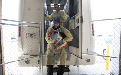 NIH closes dog experimentation labs accused of brutally killing thousands of beagles hsus photo jpg