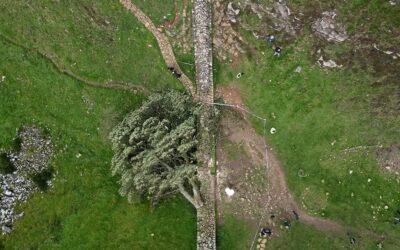 Men guilty of felling much-loved British ‘Sycamore Gap’ tree sycamore gap tree felled jpg